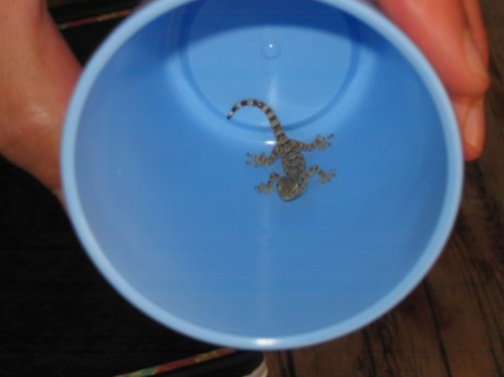 gecko in cup