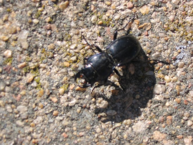 black bug