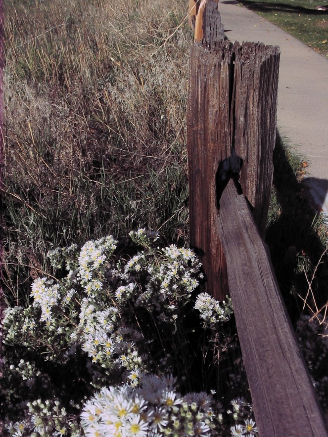fence post with flowers