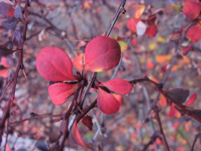 red leaves