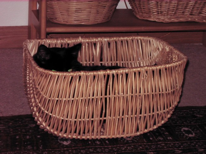 cat in a basket