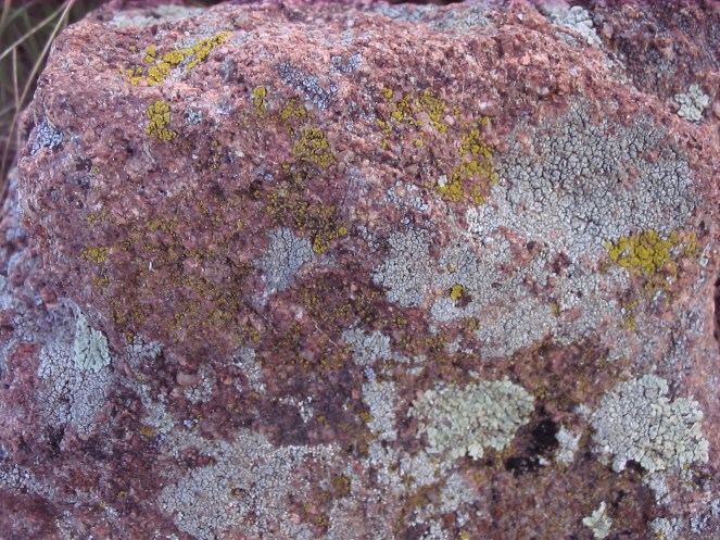 painted with lichen