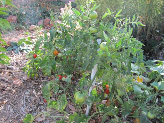 tomatoes 2010