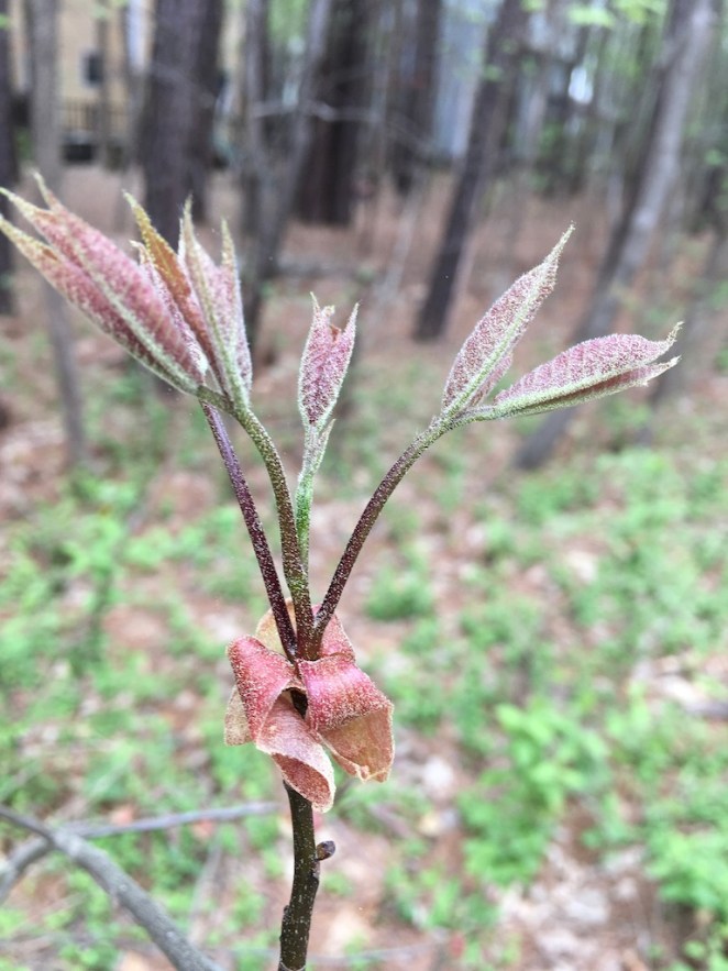 UNADJUSTEDNONRAW_thumb_117b3